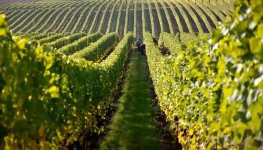 Tela & Mareli Winery - 7