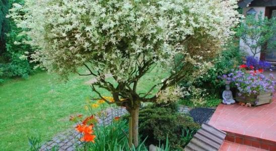 Alt-Rodenkirchen - 10