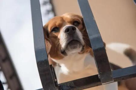 Residence Oleandro - 64