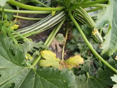 La Mimosa Case Vacanze - 67