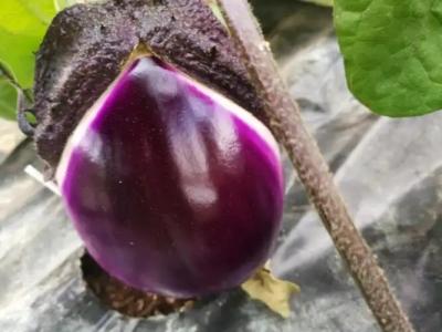 La Mimosa Case Vacanze - 64