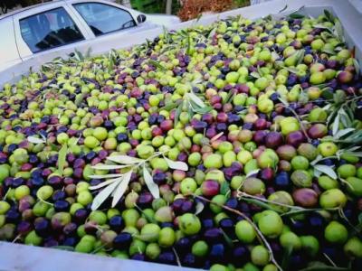 La Mimosa Case Vacanze - 69