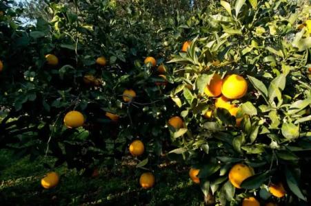 La Mimosa Case Vacanze - 80