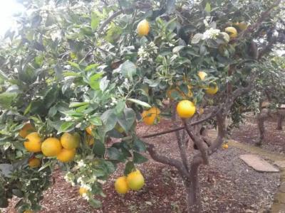 La Mimosa Case Vacanze - 86