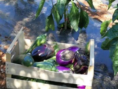 La Mimosa Case Vacanze - 63