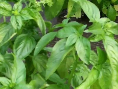 La Mimosa Case Vacanze - 65