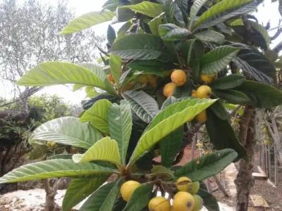 La Mimosa Case Vacanze - 66