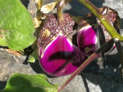 La Mimosa Case Vacanze - 58