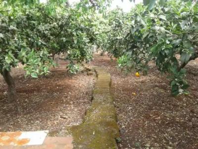 La Mimosa Case Vacanze - 59