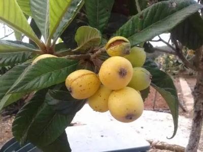 La Mimosa Case Vacanze - 99