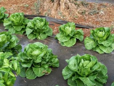 La Mimosa Case Vacanze - 57