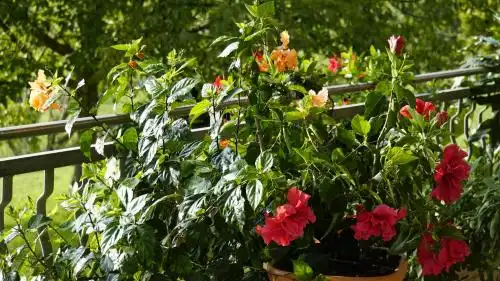 Angela`s Garden - 18