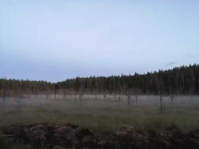 Лось - 46