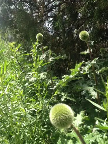 Aylu - 15