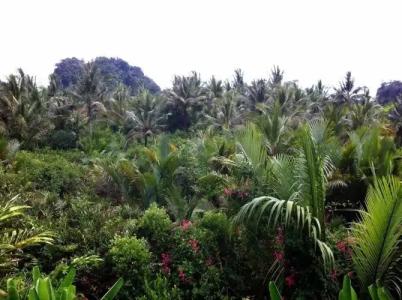 Krabi Garden Home at Changsee - 7