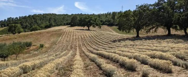 Il Poggio di Teo - 8