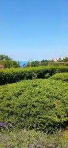 Горная лаванда - 115