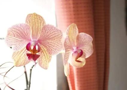 Wochner's-Sternen Am Schluchsee Hochschwarzwald - 43