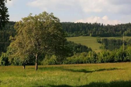 rainhof scheune & naturpark restaurant (Kirchzarten) - 23