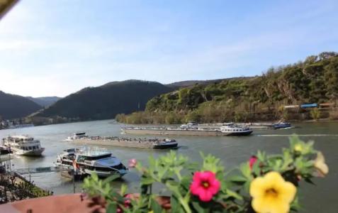 RheinLilie - 33