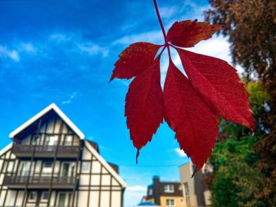 Braunschweiger Hof - 26