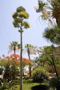 Jewels Sahara Boutique Resort - 22