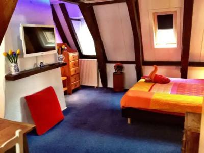 Tulip of Amsterdam - 17