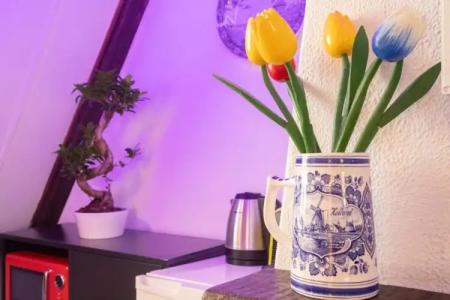 Tulip of Amsterdam - 36