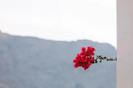 Alianthos Garden - 171