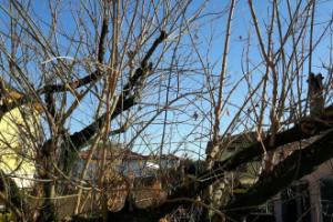 Отель «Albergo Celide», Лукка