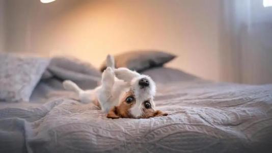 Calypso- Rimini Marina Centro - 27