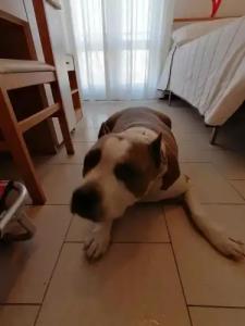 Kristalex Pet Family - 10