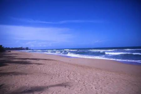 Whispering Palms - 12