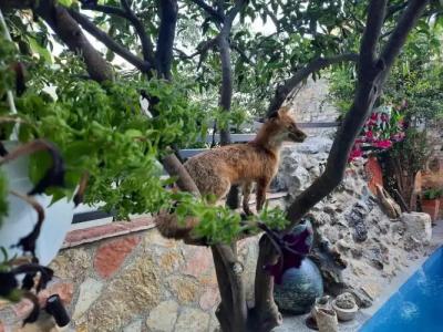 Bed & Breakfast Ahmeti - 9