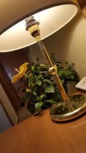 Nuovo Albergo - 39