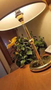 Nuovo Albergo - 68