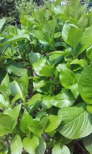 Giardino sul Lago - 15