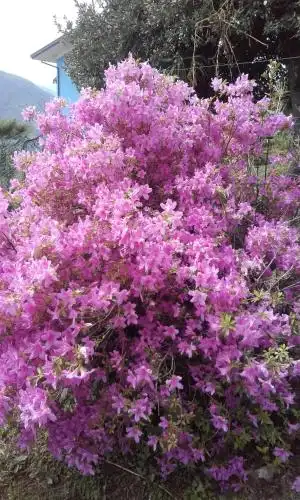 Giardino sul Lago - 19