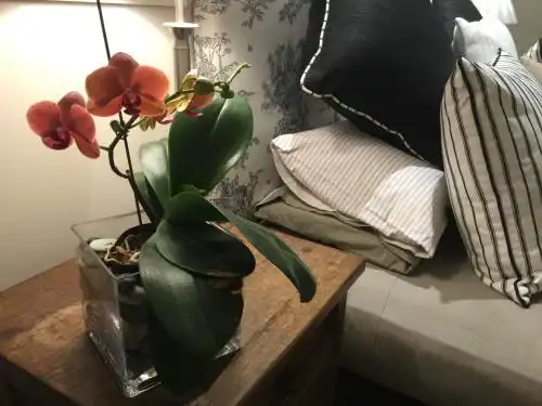 Scobie's Boutique - 50