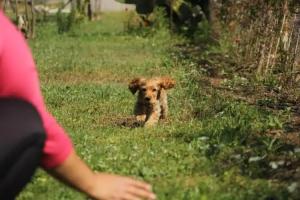 Гостевой дом «Esralina Pension», Чиралы