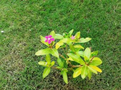 Lighthouse Nadia Aparts - 125