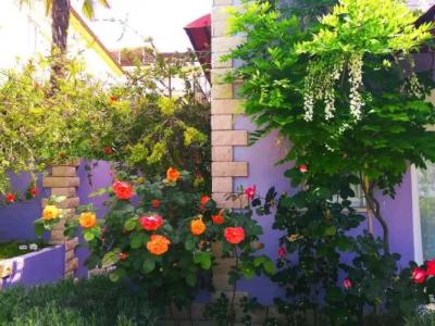 ApartViola - 40