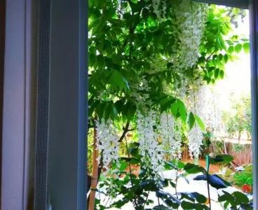 ApartViola - 36