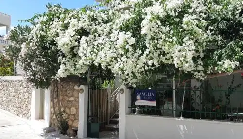 Kamelia - 0