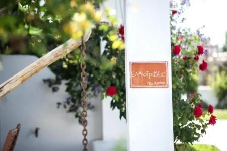 Anemonisia Deluxe - 47