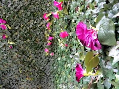 Istanberry - Sunshine Flats - 120