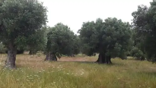 La Dimora dell'Inglese - 42