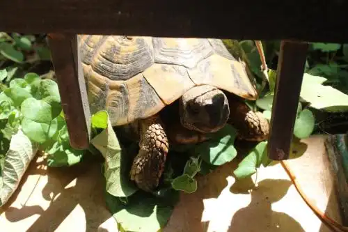 Villa Tortuga - 17