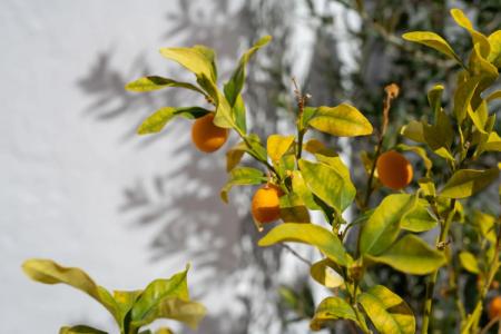 El Charco Suites - 11