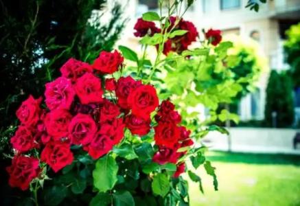 Apart Apolonia Palace - 4